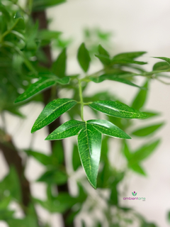 Planta de Hiedra de 150 cm - comprar online