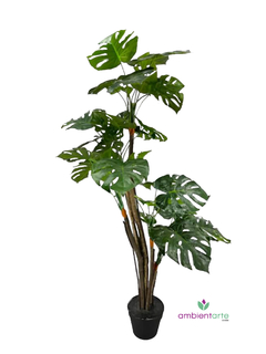 Planta Costilla de Adán 170 cm - comprar online