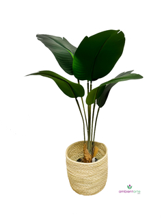 Planta de Banano- Nicolai de 60 cm