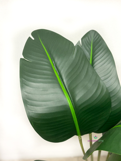 Planta de Banano- Nicolai de 60 cm - comprar online