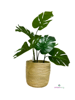 Planta Costilla de Adán o Monstera 86 cm
