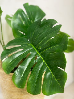 Planta Costilla de Adán o Monstera 86 cm - comprar online