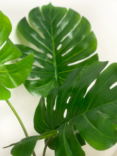 Planta Costilla de Adan de 120 cm - comprar online