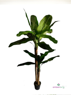 Planta de Banano- Nicolai de 200 cm en internet