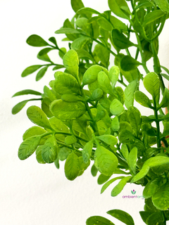 Ramo de Pasto Buxus 35 cm - ambientartedeco