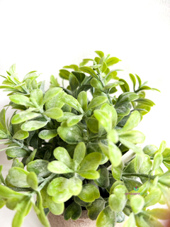 Maceta con Pasto - comprar online
