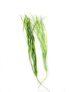 Caida de Pasto Lacio 80 cm x1 - comprar online