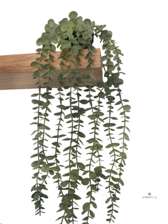 Caida de Eucalipto en maceta (opcion de colgar) 70 cm