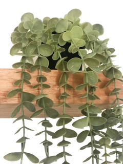 Caida de Eucalipto en maceta (opcion de colgar) 70 cm - comprar online