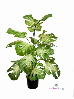 Planta Costilla de Adán o Monstera 80 cm - comprar online