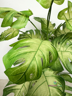 Planta Costilla de Adán o Monstera 80 cm en internet