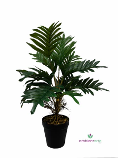 Planta Palmera o Areca de 45 cm - comprar online