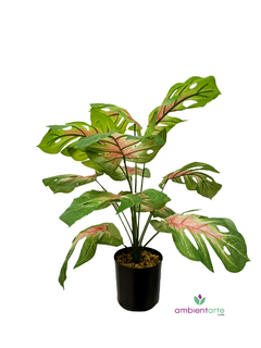 Planta Costilla de Adán o Monstera 60 cm - comprar online