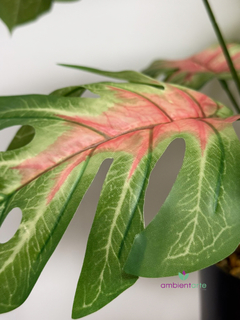 Planta Costilla de Adán o Monstera 60 cm en internet