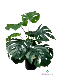 Planta Costilla de Adán o Monstera 60 cm - comprar online