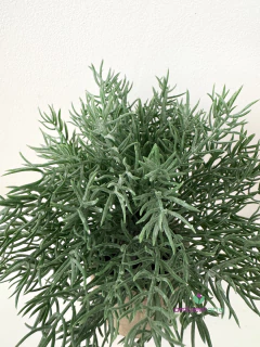 Maceta con Romero 9x23 cm en internet