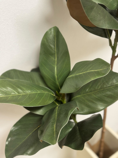Vara Magnolia de 100 cm en internet