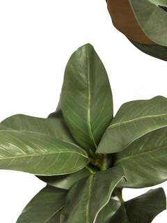 Vara Magnolia de 100 cm - comprar online