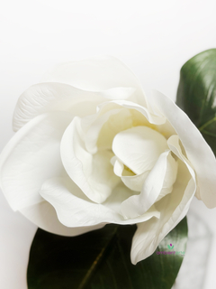 Vara de Magnolia 45 cm en internet