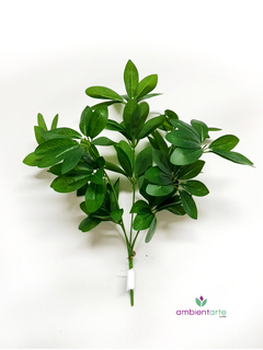 Planta Aralia Schefflera 46 cm en internet