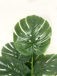 Planta Monstera o Costilla de Adán 60 cm - comprar online