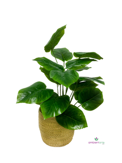 Planta Hoa De Elefante- Caladium 60 Cmj