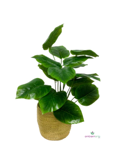 Planta Hoja De Elefante- Caladium 60 Cm en internet