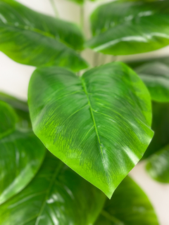 Planta Hoa De Elefante- Caladium 60 Cmj - comprar online