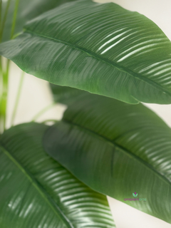 Planta Banano- Nicolai 60 cm - comprar online