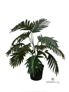 Imagen de Planta Palmera 70 cm