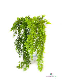 Caida de Eucalipto 80 cm