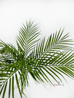 Planta de Palmera 50 cm - ambientartedeco