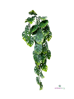 Caída de Monstera o Costilla de Adán - comprar online