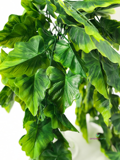 Caida costilla de adan o Monstera 80 cm en internet