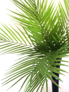 Planta de Palmera 50 cm en internet