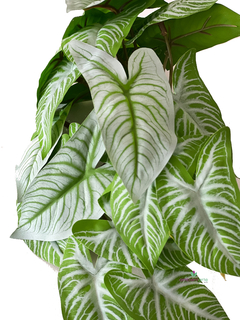 Ramo caladium 30 cm - comprar online