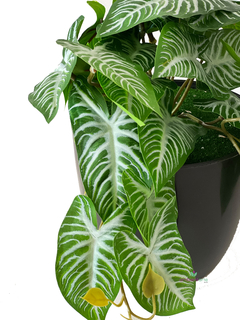 Ramo caladium 30 cm en internet