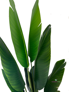 Planta de Banano-Nicolai de 165 cm - comprar online