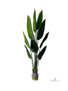 Planta de Banano-Nicolai de 165 cm