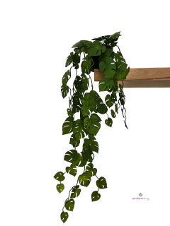 Caida de Monstera o costilla de adan en maceta
