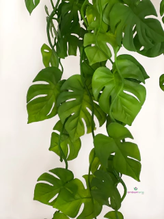 Caida de Monstera o costilla de adan en maceta - comprar online