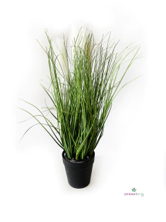 Maceta con cola de zorro