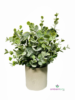 Maceta con Eucalipto 10x26 cm - comprar online