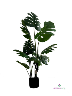 Planta Costilla de Adan 130 cm