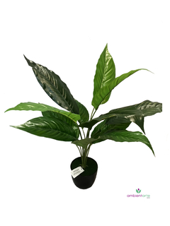 Planta Anthonium 70 cm