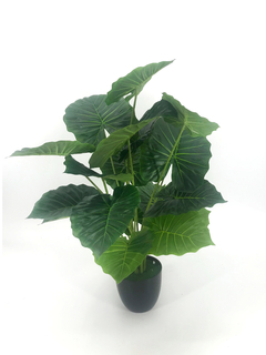 Planta Caladiun u oreja de elefante 65 cm - comprar online
