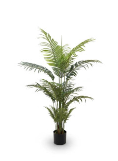 Palmera Areca 175 cm - comprar online