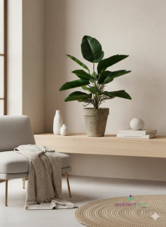 Maceta con Planta Banano 45 cm cm - comprar online