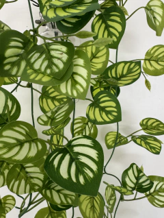 Caida de Hojas de Calathea 110 cm en internet