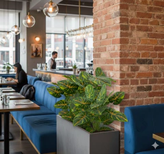 Planta Caladium color 55 cm - comprar online